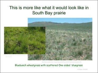 This is more like what it would look like in
                    South Bay prairie




http://www.flickr.com/photos/raphaelmazor
/3400158978/



                                            http://www.tarleton.edu/~range/Grasslands/Palouse%20Prairie/palouseprairie.htm


                   Bluebunch wheatgrass with scattered One-sided bluegrass
                                                                                                                  © Project SOUND
 