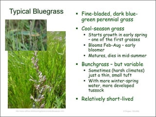 Typical Bluegrass                                                  Fine-bladed, dark blue-
                                                                    green perennial grass
                                                                   Cool-season grass
                                                                      Starts growth in early spring
                                                                       – one of the first grasses
                                                                      Blooms Feb-Aug – early
                                                                       bloomer
                                                                      Matures, dies in mid-summer

                                                                   Bunchgrass – but variable
                                                                      Sometimes (harsh climates)
                                                                       just a thin, small tuft
                                                                      With more winter-spring
                                                                       water, more developed
                                                                       tussock

                                                                   Relatively short-lived

  http://www.calflora.net/bloomingplants/onesidedbluegrass.html                         © Project SOUND
 