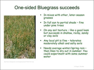 One-sided Bluegrass succeeds
                                                             In mixes with other, later-season
                                                              grasses
                                                             In full sun to partial shade – fine
                                                              under pine trees
                                                             On any soil texture – like a good loam
                                                              but succeeds in shallow, rocky, sandy
                                                              or clay soils
                                                             Any local pH is fine – tolerates
                                                              moderately alkali and salty soils
                                                             Needs average winter/spring rain –
                                                              then likes to dry out in summer. You
                                                              could experiment with some summer
                                                              water
http://www.nativegrasses.com/images/grasses/FHGR-FHG1.jpg



                                                                                        © Project SOUND
 