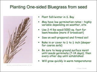 Planting One-sided Bluegrass from seed

                                                     Plant fall/winter in S. Bay
                                                     May have low germination rates – highly
                                                      variable depending on weather, site
                                                     Use 2-4 lbs seed/1000 sq. feet for
                                                      lawn/meadow (more if broadcast)
                                                     Sow on well-prepared and firmed soil
                                                     Rake in or cover to ¼ to ½ inch (deeper
                                                      for coarse soils)
                                                     Be sure to keep ground surface moist
                                                      until seeds germinate (7-14 days); then
                                                      every other day until established
                                                     Will grow quickly in warm temperatures
http://ww1.clunet.edu/wf/chap/common/bjc-1397.htm


                                                                                    © Project SOUND
 