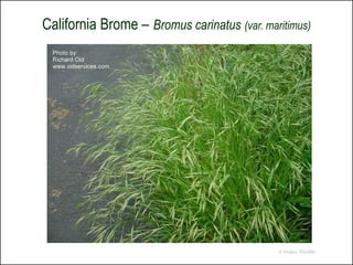 California Brome – Bromus carinatus (var. maritimus)




                                             © Project SOUND
 