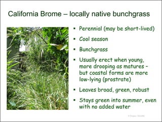 California Brome – locally native bunchgrass
                     Perennial (may be short-lived)
                     Cool season
                     Bunchgrass
                     Usually erect when young,
                      more drooping as matures –
                      but coastal forms are more
                      low-lying (prostrate)
                     Leaves broad, green, robust
                     Stays green into summer, even
                      with no added water
                                         © Project SOUND
 