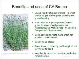 Benefits and uses of CA Brome
                                                                    Grows rapidly (typical brome) - a great
                                                                     choice to get native grass covering the
                                                                     ground quickly

                                                                       Can serve as a quick-growing “nurse”
                                                                       grass to longer-lived grasses like
                                                                       Needlegrasses, Melic Grass - lives only a
                                                                       few years (3-5 years here)

                                                                    Deep, spreading roots make great for
                                                                     erosion control – quick

                                                                    Does fine on slopes

                                                                    Great insect, butterfly and bird plant – if
                                                                     left to go to seed
http://pnwpest.org/weeds/id/California_brome--Bromus_carinatus--
m.s.jpg
                                                                    Very hardy – used on roadsides and mine
                                                                     rehabilitation            © Project SOUND
 