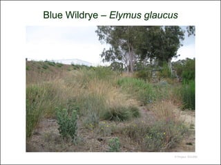 Blue Wildrye – Elymus glaucus




                            © Project SOUND
 