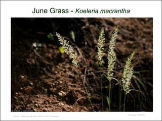 June Grass - Koeleria macrantha




                                                   © Project SOUND
Patrick J. Alexander @ USDA-NRCS PLANTS Database
 