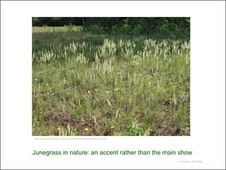 http://www.cedarcreek.umn.edu/plants/newslides/koeleria480.jpg




Junegrass in nature: an accent rather than the main show
                                                                 © Project SOUND
 