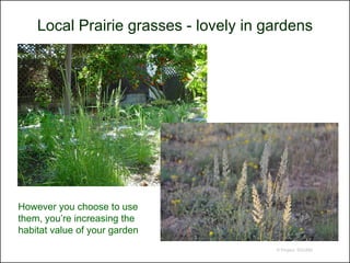 Local Prairie grasses - lovely in gardens




However you choose to use
them, you’re increasing the
habitat value of your garden
                                       © Project SOUND
 