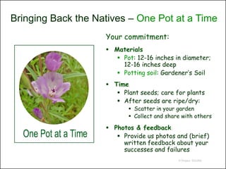Bringing Back the Natives – One Pot at a Time
                    Your commitment:
                     Materials
                        Pot: 12-16 inches in diameter;
                         12-16 inches deep
                        Potting soil: Gardener’s Soil
                     Time
                        Plant seeds; care for plants
                        After seeds are ripe/dry:
                            Scatter in your garden
                            Collect and share with others

                     Photos & feedback
                        Provide us photos and (brief)
                         written feedback about your
                         successes and failures
                                             © Project SOUND
 