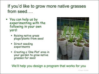 If you’d like to grow more native grasses
 from seed….
 You can help us by
  experimenting with the
  following in your own
  yard:
    Raising native grass
     plugs/plants from seed
    Direct seeding
     experiments
    Creating a ‘One Plot’ area in
     your garden to grow native
     grasses for seed

   We’ll help you design a program that works for you
                                               © Project SOUND
 