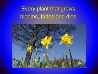 Every plant that grows,
blooms, fades and dies.
 