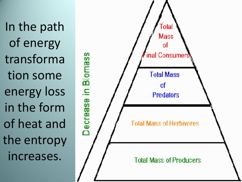 Laws of Thermodynamics in an Ecosystem