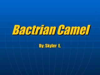 Bactrian   Camel By: Skyler   E. 