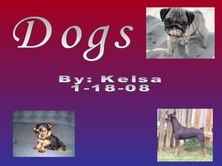 Dogs By: Kelsa 1-18-08 