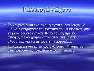 Καλλιεργώ Λάχανα Το λάχανο είναι ένα ακόμη αγαπημένο λαχανικό. Για να διατηρήσετε τα θρεπτικά του συστατικά, μην το μαγειρεύετε έντονα. Κατά το μαγείρεμα, αποφύγετε να χρησιμοποιήσετε σκεύη από αλουμίνιο, για να μειώσετε τη μυρουδιά. Τα λάχανα είναι εντυπωσιακά φυτά. Μπορεί να αποτελέσουν και στολίδια στον κήπο σας. 