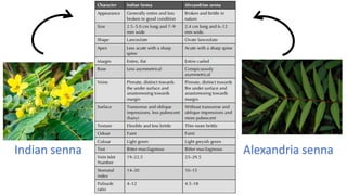 Indian senna Alexandria senna
 