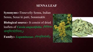 SENNA LEAF
Synonyms:-Tinnevelly Senna, Indian
Senna, Senai ki patti, Sonamukhi
Biological source:- It consist of dried
leaflets of Cassia angustifolia. (कैसिया
अन्गुस्टिफोलिया.)
Family:- Leguminosae. (लेग्यूमिनोसी)
 
