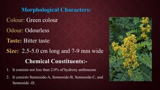 Morphological Characters:
Colour: Green colour
Odour: Odourless
Taste: Bitter taste
Size: 2.5-5.0 cm long and 7-9 mm wide
Chemical Constituents:-
1. It consists not less than 2.0% of hydroxy anthracene
2. It consists Sennoside-A, Sennoside-B, Sennoside-C, and
Sennoside -D.
 
