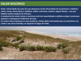 VALOR BIOLÓXICO
Dada a diversidade da costa de Laxe atopamos tamén diversidade de ecosistemas e hábitats:
cantís, areais, dunas (fixas e móbiles), coídos, marismas, esteiros, lagoas litorais... nos que
habitan moitas especies de interese.
A vexetación de cantís, dunas e marismas está moi especializada e pódense atopar numerosas
especies e subespecies endémicas da zona.
En canto á fauna destacan as aves acuáticas, moitas delas invernantes que se concentran nos
cantís e nas zonas húmidas, en especial na lagoa de Traba.
Praia de Traba
 