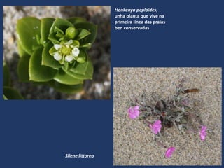 Honkenya peploides,
unha planta que vive na
primeira linea das praias
ben conservadas
Silene littorea
 