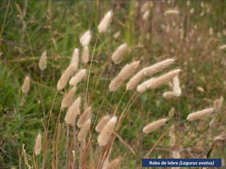 Rabo de lebre (Lagurus ovatus)
 
