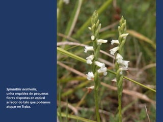 Spiranthis aestivalis,
unha orquídea de pequenas
flores dispostas en espiral
arredor do talo que podemos
atopar en Traba.
 