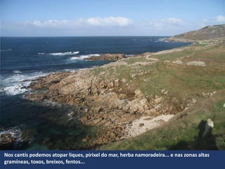 Nos cantís podemos atopar liques, pirixel do mar, herba namoradeira... e nas zonas altas
gramíneas, toxos, breixos, fentos...
 