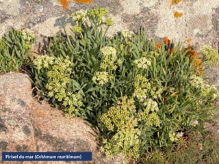 Pirixel do mar (Crithmum maritimum)
 