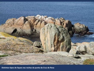 Distintos tipos de liques nas rochas da punta da Cruz de Rosa
 