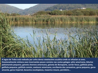 A lagoa de Traba está rodeada por unha densa vexetacións acuática onde se refuxian as aves.
Ocasionalmente visítana aves invernantes pouco comúns nas costas galegas: pilro americano, bilurico
patiamarelo pequeno, gaivota chorona americana, gaivota de Bonaparte, carrán fosco, galiñola pinta,
galiñola pequena, galiñola común, avetouro americano, escribenta das canaveiras, garza pequena, garza
amarela, garza imperial, becacina escolopácea, mazarico mouro, pernileiro...
 