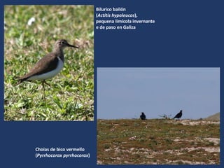 Bilurico bailón
(Actitis hypoleucos),
pequena limícola invernante
e de paso en Galiza
Choias de bico vermello
(Pyrrhocorax pyrrhocorax)
 