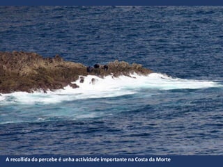A recollida do percebe é unha actividade importante na Costa da Morte
 