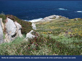 Herba do coitelo (Carpobrotus edulis), una especie invasora de orixe surafricana, común nos cantís
 