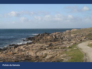 Pichón da Gaivota
 