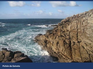Pichón da Gaivota
 