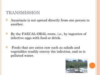 TRANSMISSION
   Ascariasis is not spread directly from one person to
    another.

   By the FAECAL-ORAL route, i.e., by ingestion of
    infective eggs with food or drink.

    Foods that are eaten raw such as salads and
    vegetables readily convey the infection, and so is
    polluted water.
 