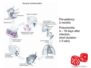 Pre-patency:
2 months
Pneumonitis:
4 – 16 days after
infection,
short duration
(~3 wks)
 