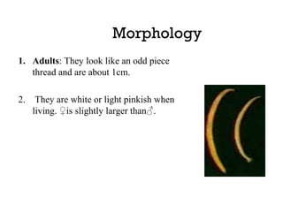    Morphology
1. Adults: They look like an odd piece
   thread and are about 1cm.

2.    They are white or light pinkish when
     living. ♀is slightly larger than♂.
 