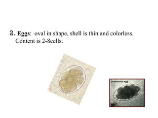 2. Eggs: oval in shape, shell is thin and colorless.
  Content is 2-8cells.
 