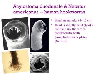 Acylostoma duodenale & Necator
americanus -- human hookworms
               • Small nematodes (1-1.5 cm)
               • Head is slightly bend (hook)
                 and the ‘mouth’ carries
                 characteristic teeth
                 (Ancylostoma) or plates
                 (Necator,
 