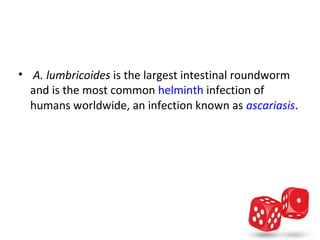 •  A. lumbricoides is the largest intestinal roundworm 
  and is the most common helminth infection of 
  humans worldwide, an infection known as ascariasis.
 