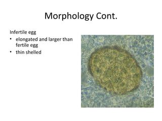 Morphology Cont.
Infertile egg
• elongated and larger than 
   fertile egg 
• thin shelled 
 