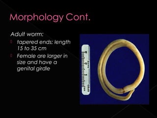 Adult worm:
   tapered ends; length
    15 to 35 cm
   Female are larger in
    size and have a
    genital girdle
 
