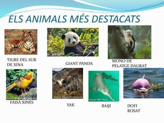 ELS ANIMALS MÉS DESTACATS
TIGRE DEL SUR
DE XINA GIANT PANDA
MONO DE
PELATGE DAURAT
DOFI
ROSAT
BAIJIYAK
FAISÀ XINÈS
 
