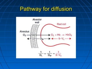 Pathway for diffusionPathway for diffusion
 