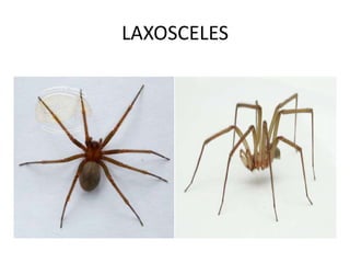 LAXOSCELES 
