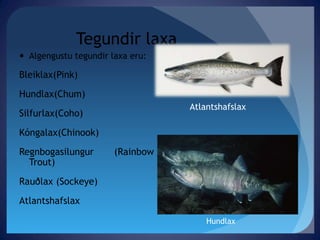 TegundirlaxaAlgengustutegundirlaxaeru: Bleiklax(Pink)Hundlax(Chum)Silfurlax(Coho)Kóngalax(Chinook)Regnbogasilungur       (Rainbow Trout)Rauðlax (Sockeye)AtlantshafslaxAtlantshafslaxHundlax