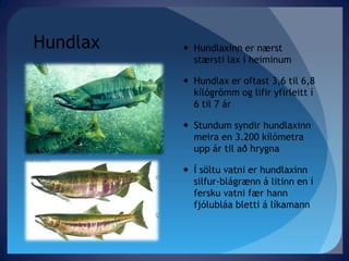 Hundlax Hundlaxinn er nærst stærsti lax í heiminumHundlax er oftast 3,6 til 6,8 kílógrömm og lifir yfirleitt í 6 til 7 ár Stundum syndir hundlaxinn meira en 3.200 kílómetra upp ár til að hrygnaÍ söltu vatni er hundlaxinn silfur-blágrænn á litinn en í fersku vatni fær hann fjólubláa bletti á líkamann