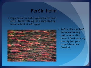 FerðinheimÞegarlaxinnerorðinkynþroskaferhannafturífersktvatnogferásamastaðoghannfæddisttilaðhrygnaÞaðerekkiennbúiðaðsannahverniglaxinnratarafturheim, íferskvatn, oghvernigþeirgetamunaðhvarþeirfæddust