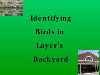 Identifying Birds in  Layer’s  Backyard 