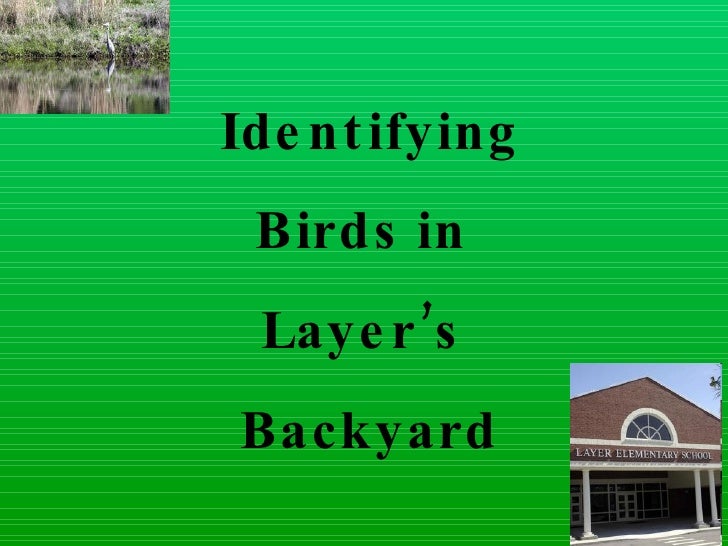 Download Layer birds